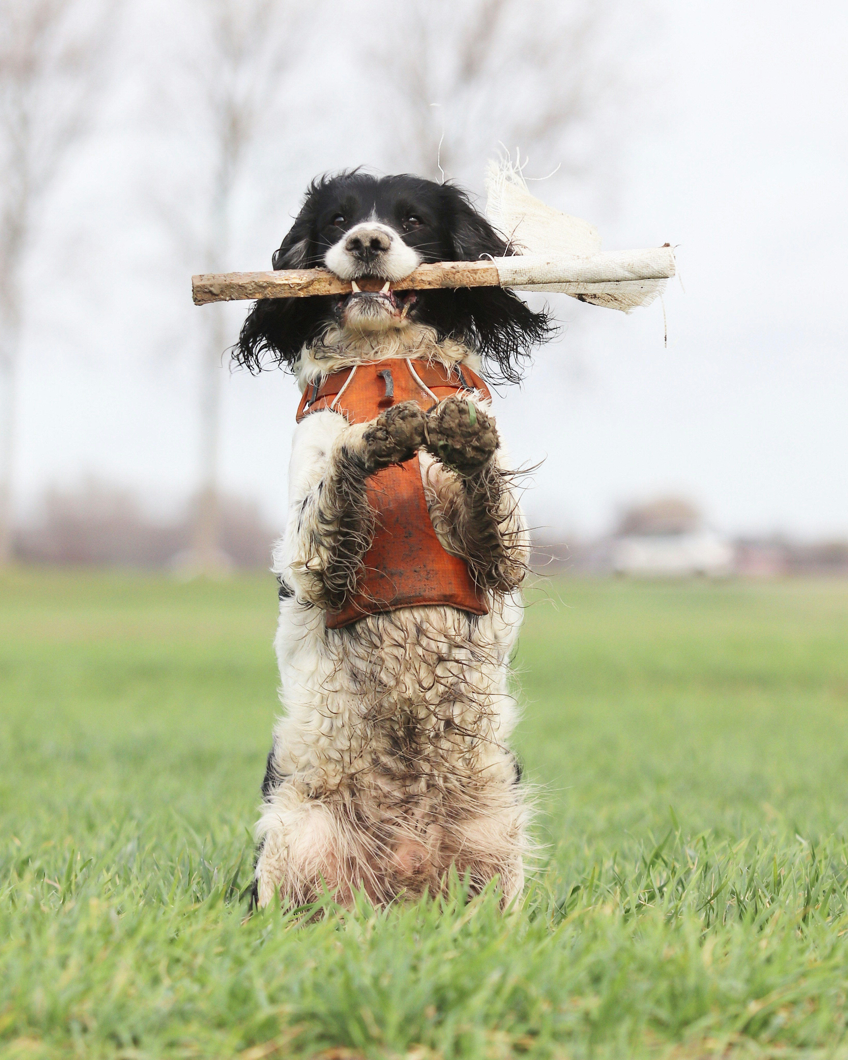 a dog holding a stick in its mouth