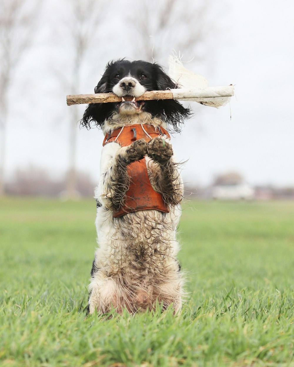 a dog holding a stick in its mouth