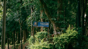 A lush forest scene with dense green foliage surrounding a wooden sign. The sign reads 'Tourist Lodge' and 'Boating Lagoon' with arrows pointing in various directions.