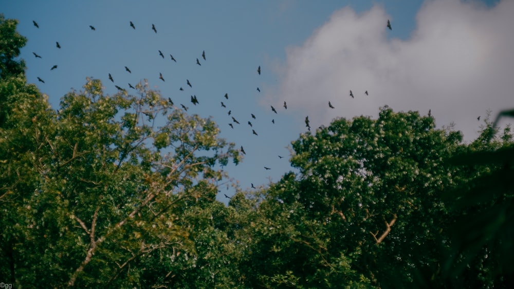a flock of birds flying over a forest
