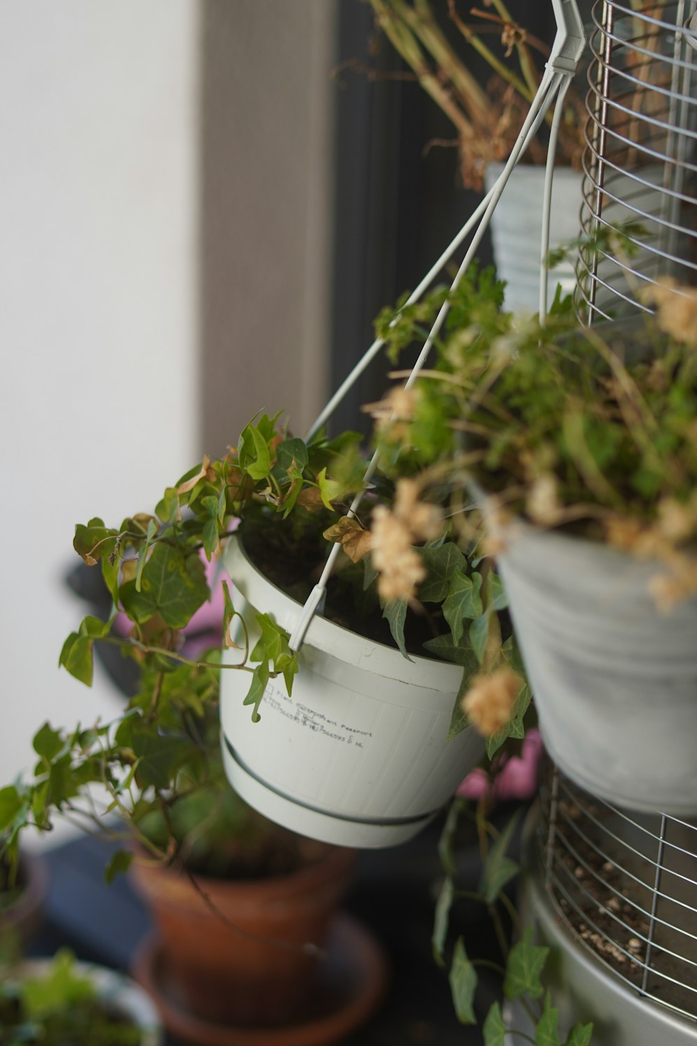 a bunch of potted plants hanging from a wire