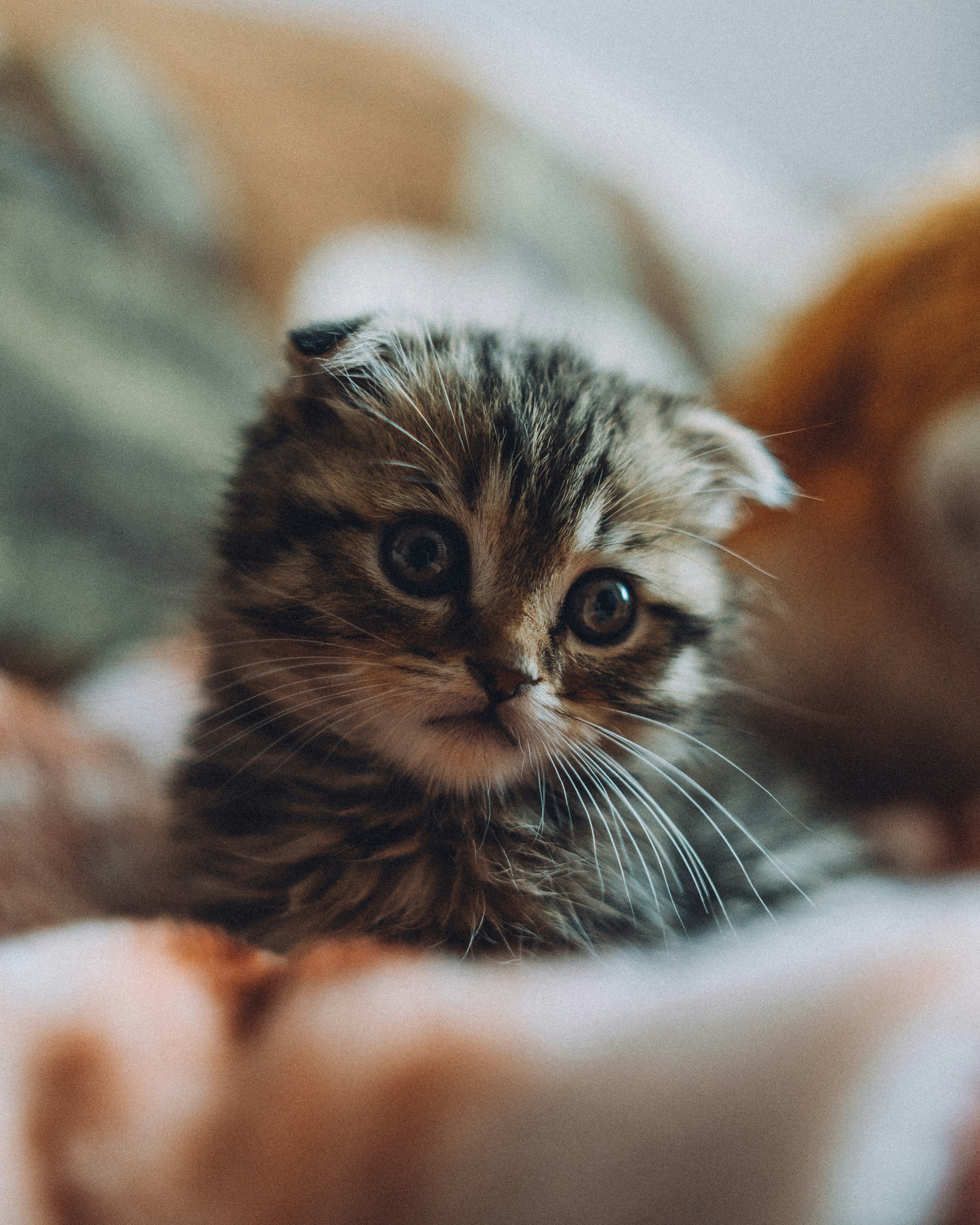 Photo by khodzinskyi