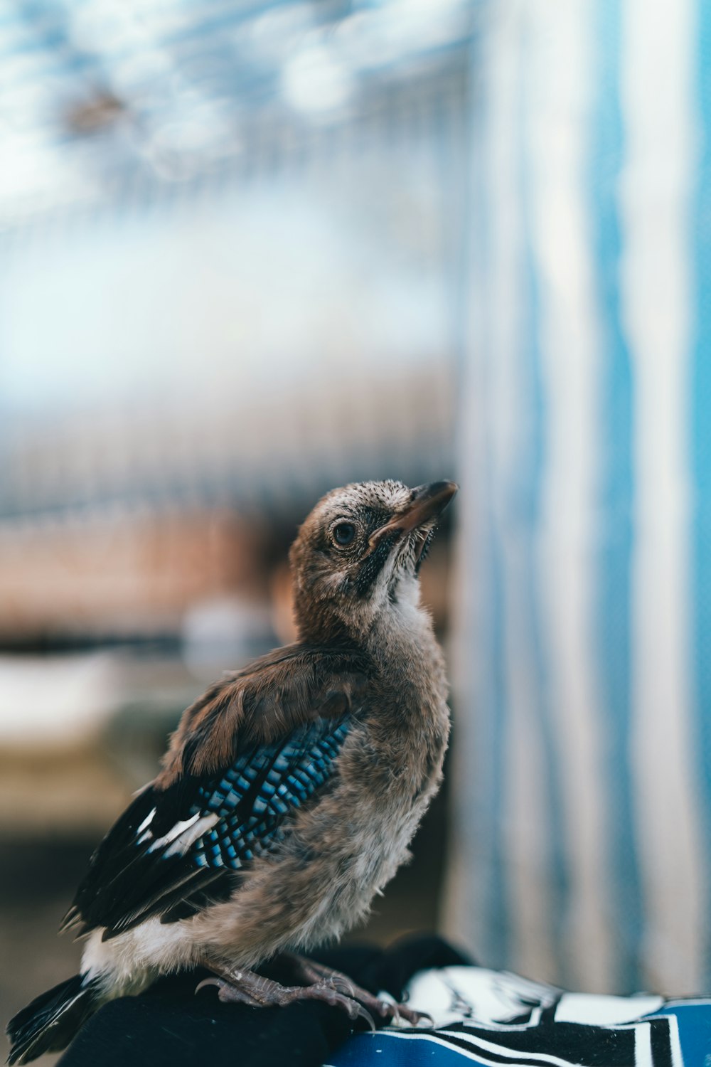 a small bird sitting on top of a piece of luggage