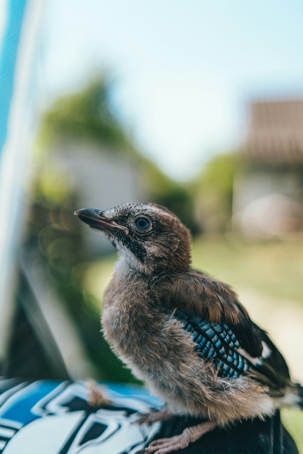 a small bird perched on the hood of a car