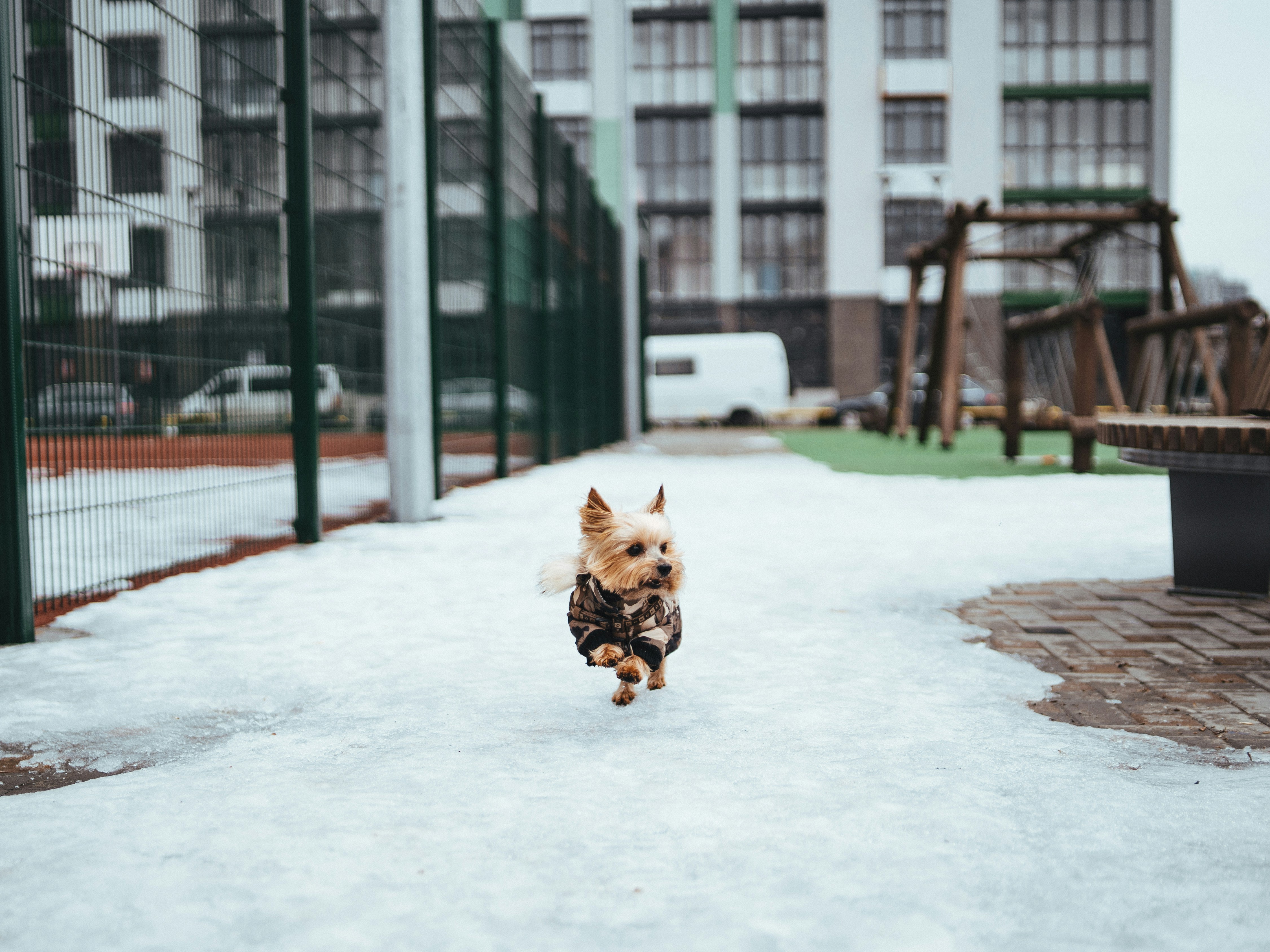 a small dog is running through the snow