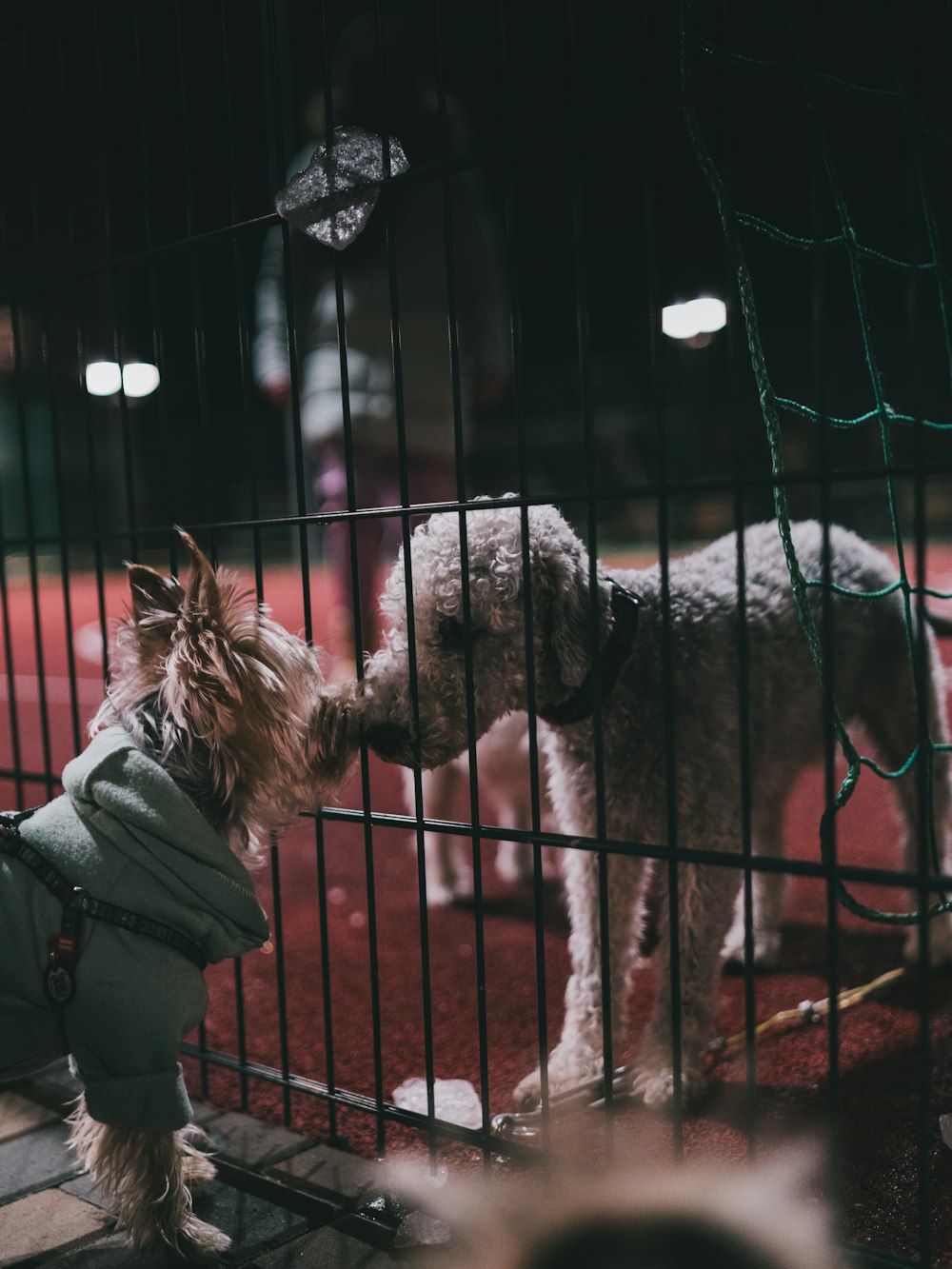 a small dog in a green coat in a cage