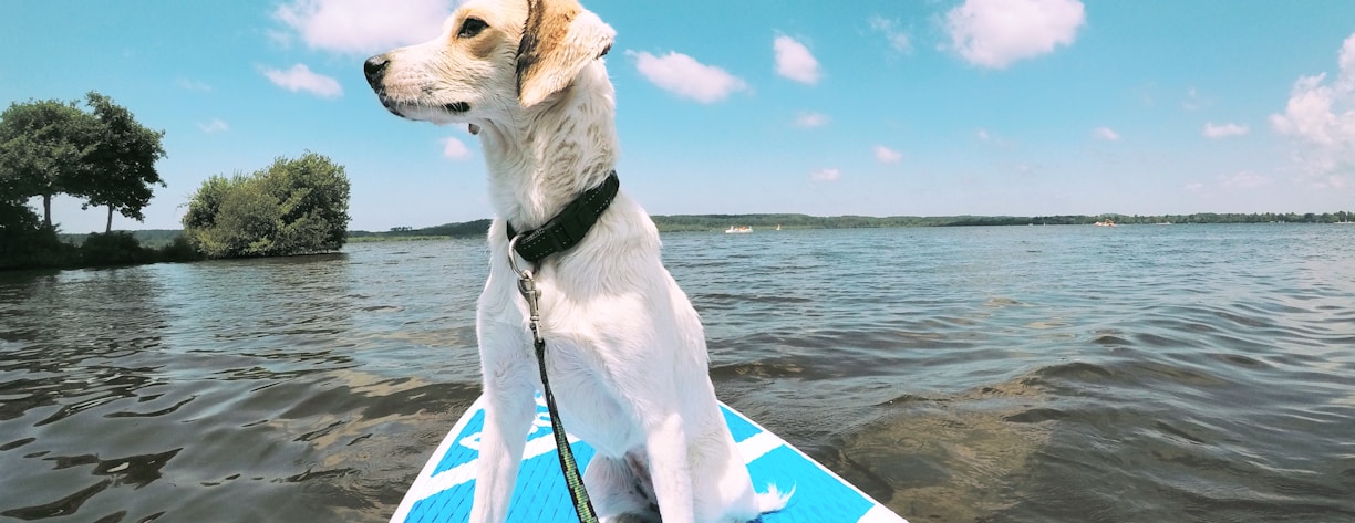 a dog is sitting on a surfboard in the water