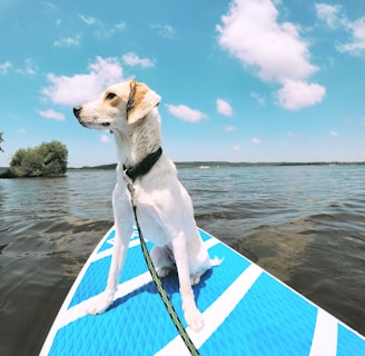 a dog is sitting on a surfboard in the water