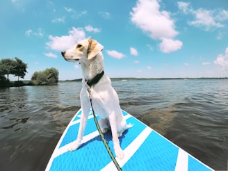 a dog is sitting on a surfboard in the water