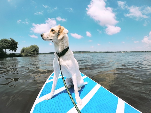 a dog is sitting on a surfboard in the water