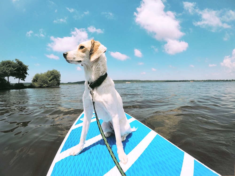 Un perro está sentado en una tabla de surf en el agua