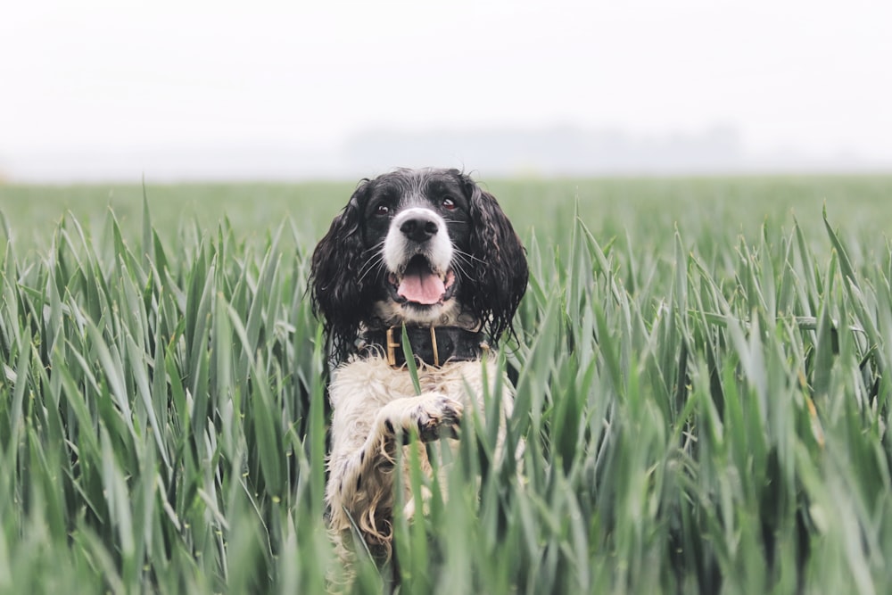 Un perro blanco y negro parado en un campo de hierba alta