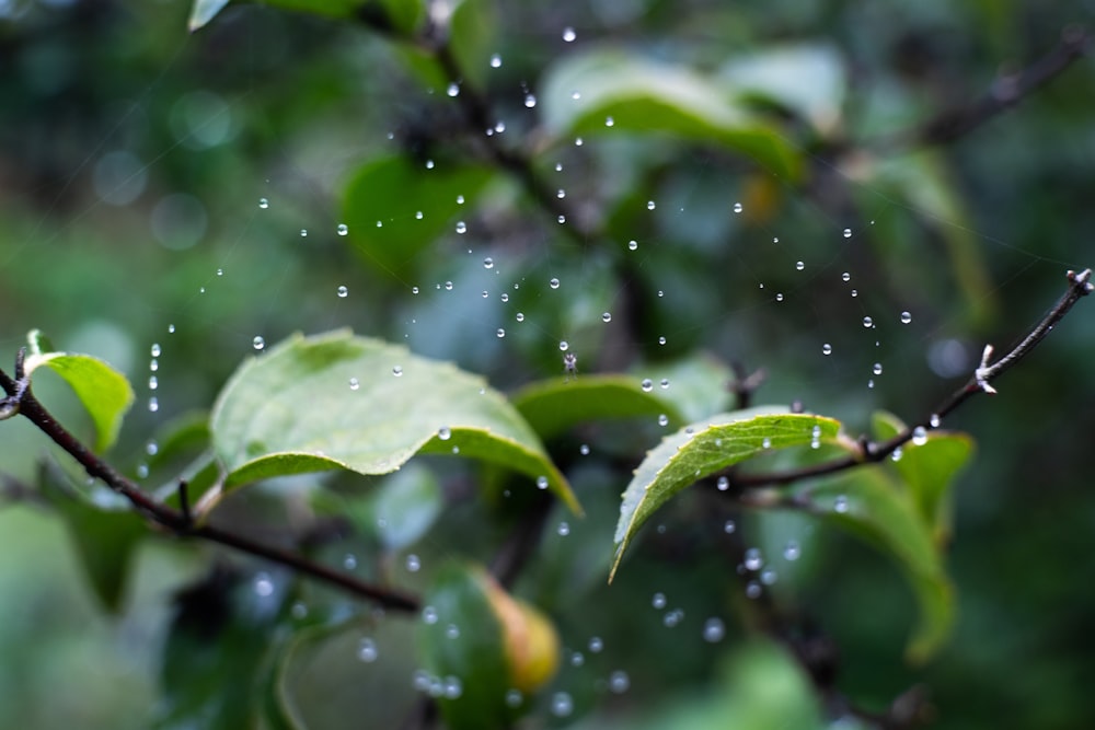 a tree branch with water droplets on it