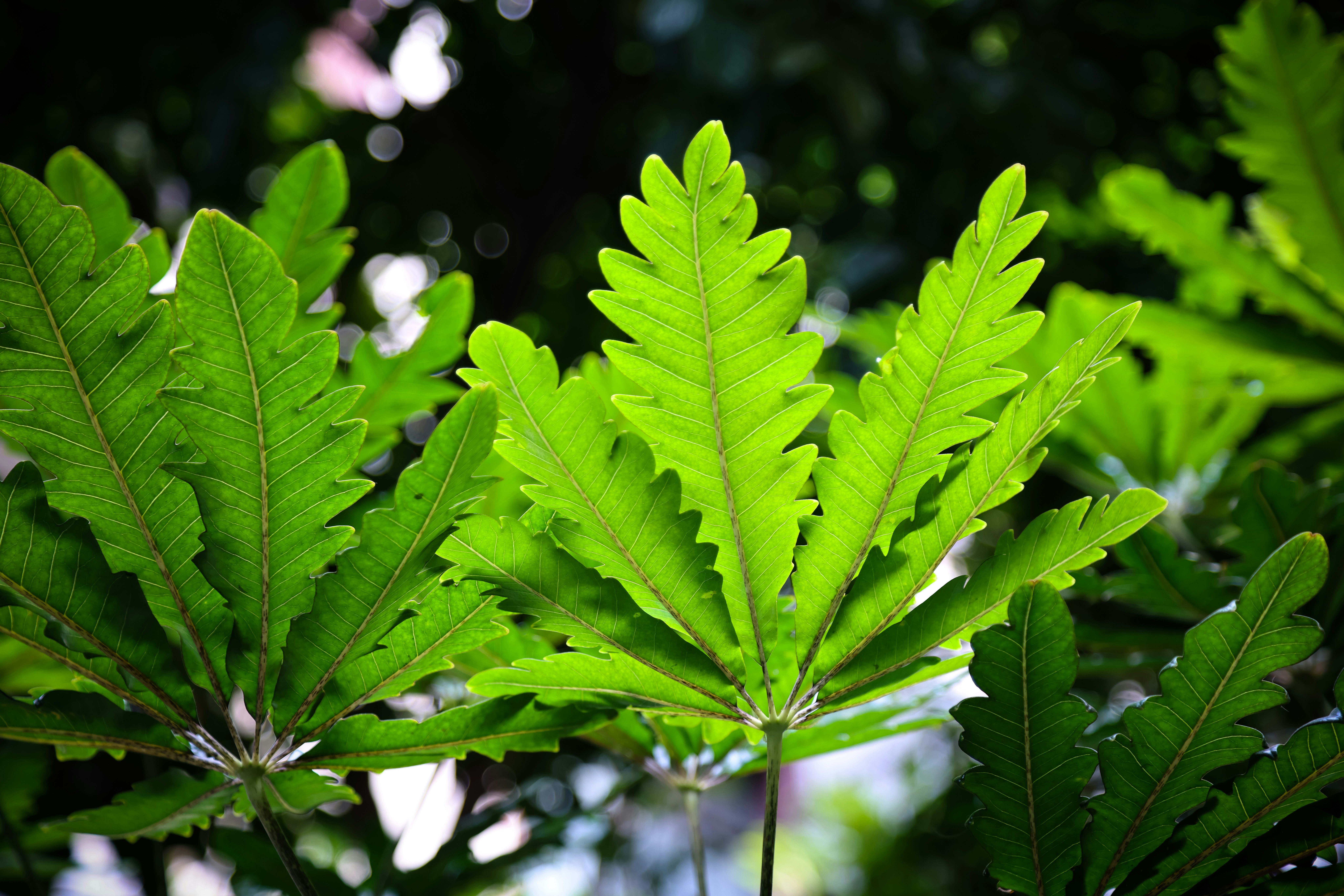 Photo by dickenslin76