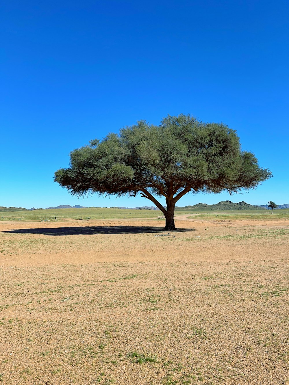 a lone tree in the middle of a desert