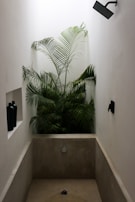A minimalist bathroom with natural light and green plants.