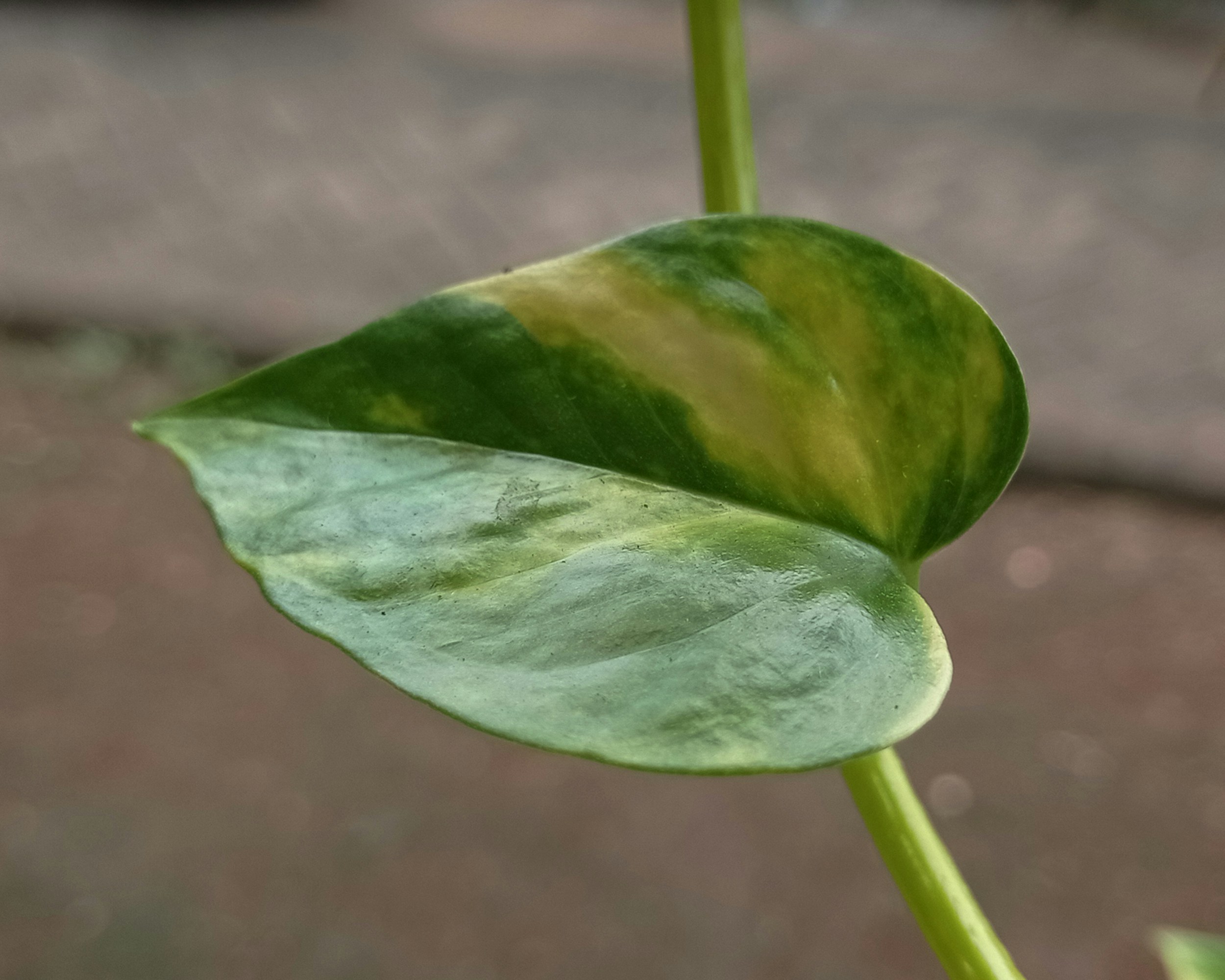 Photo by arkan_maker