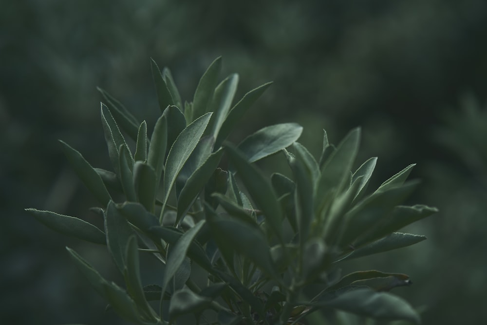 a close up of a plant with green leaves