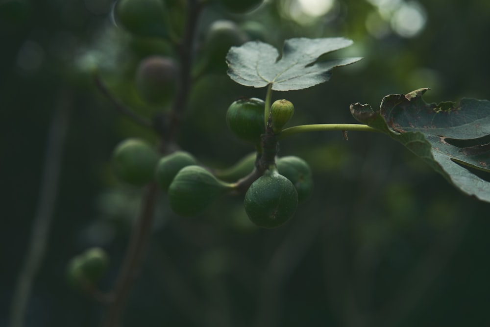 a close up of a branch with green leaves