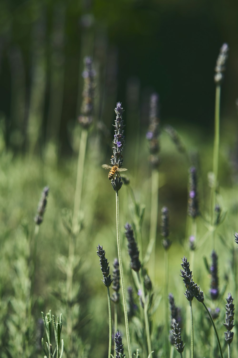 a bee is sitting on a flower in a field