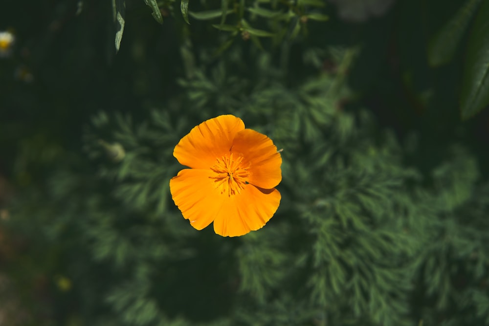 a single orange flower in the middle of a forest
