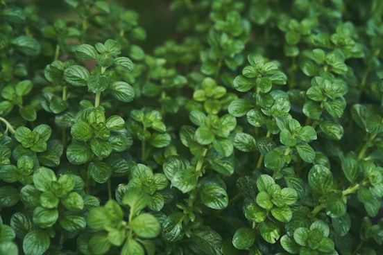 a close up of a bunch of green leaves