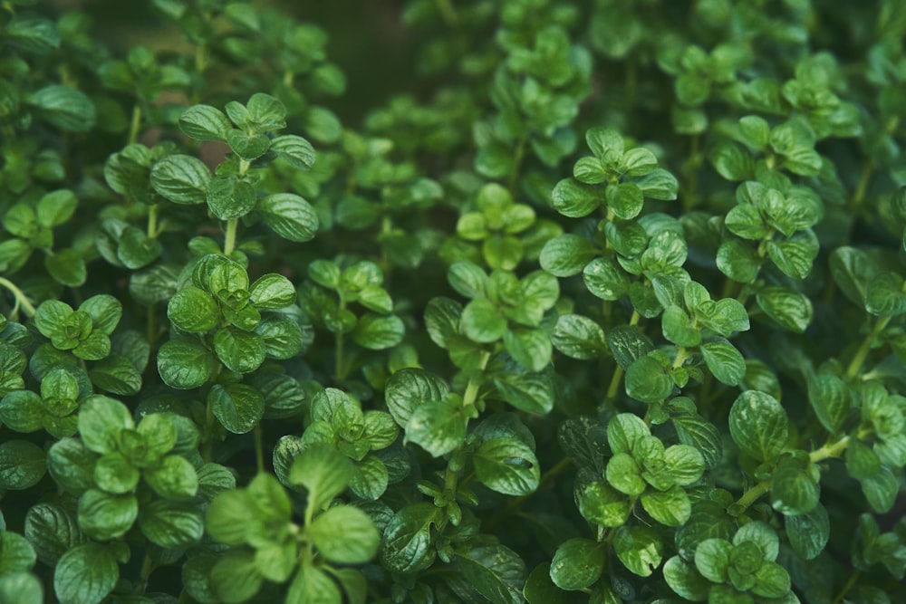 a close up of a bunch of green leaves