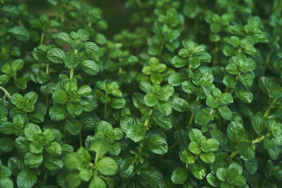 Thym de Provence