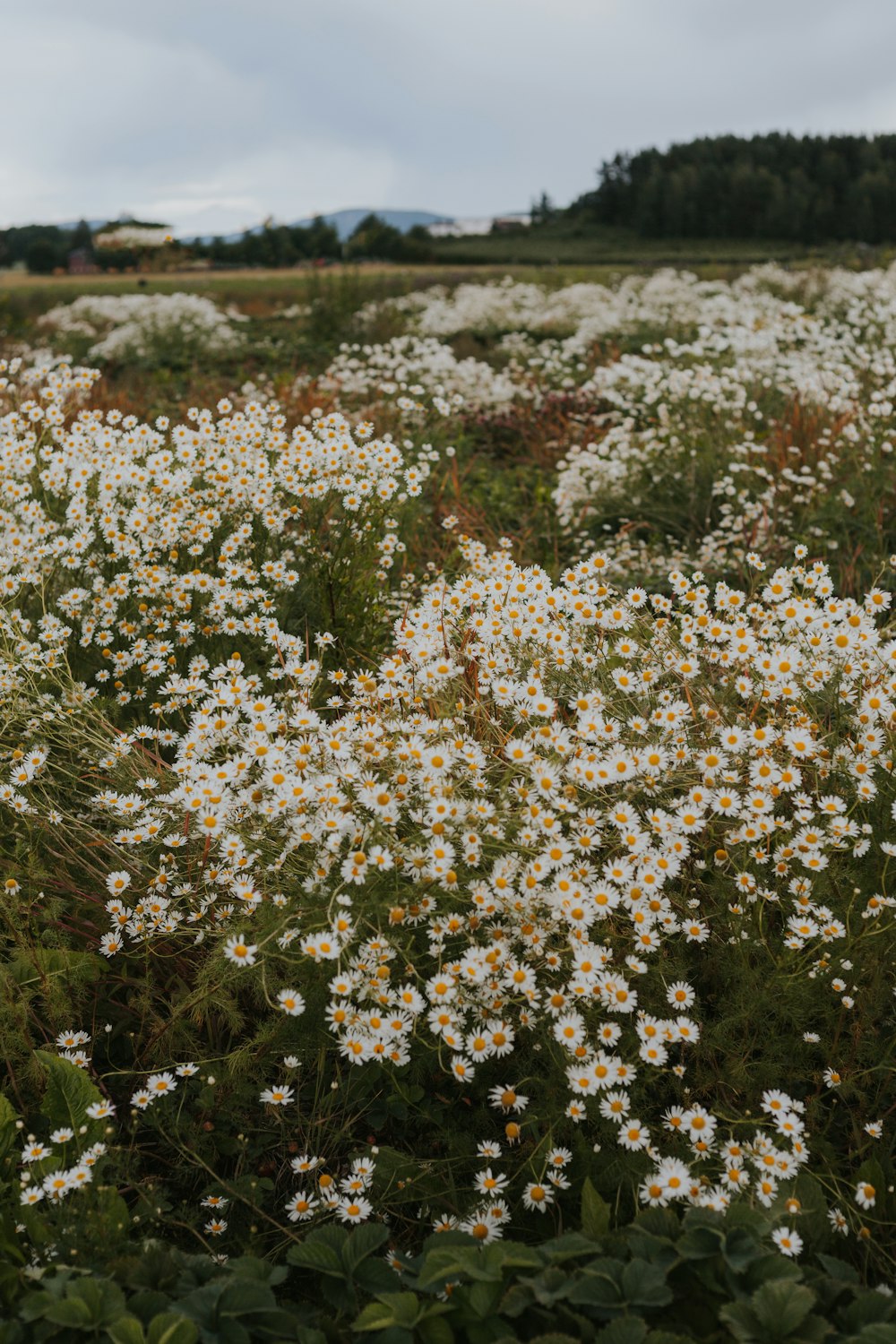 a field full of white and yellow flowers