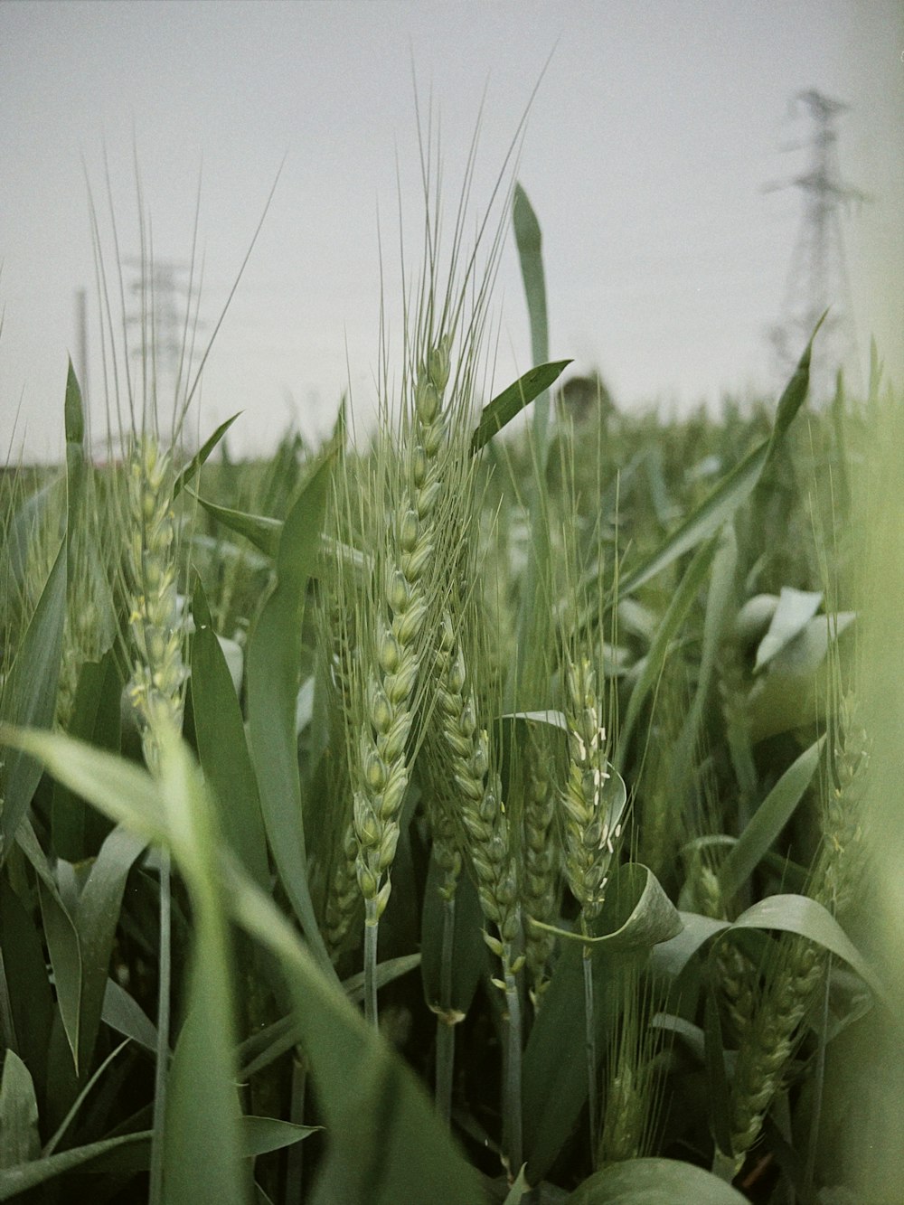 a close up of a field of green wheat