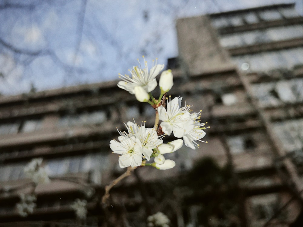 a branch with white flowers in front of a building