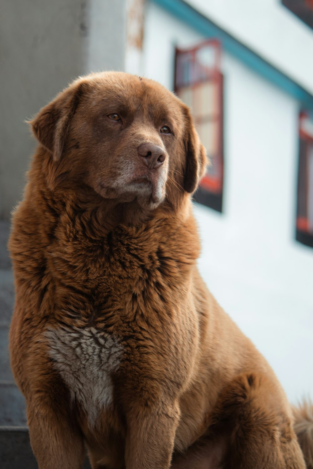 a large brown dog sitting on top of a step