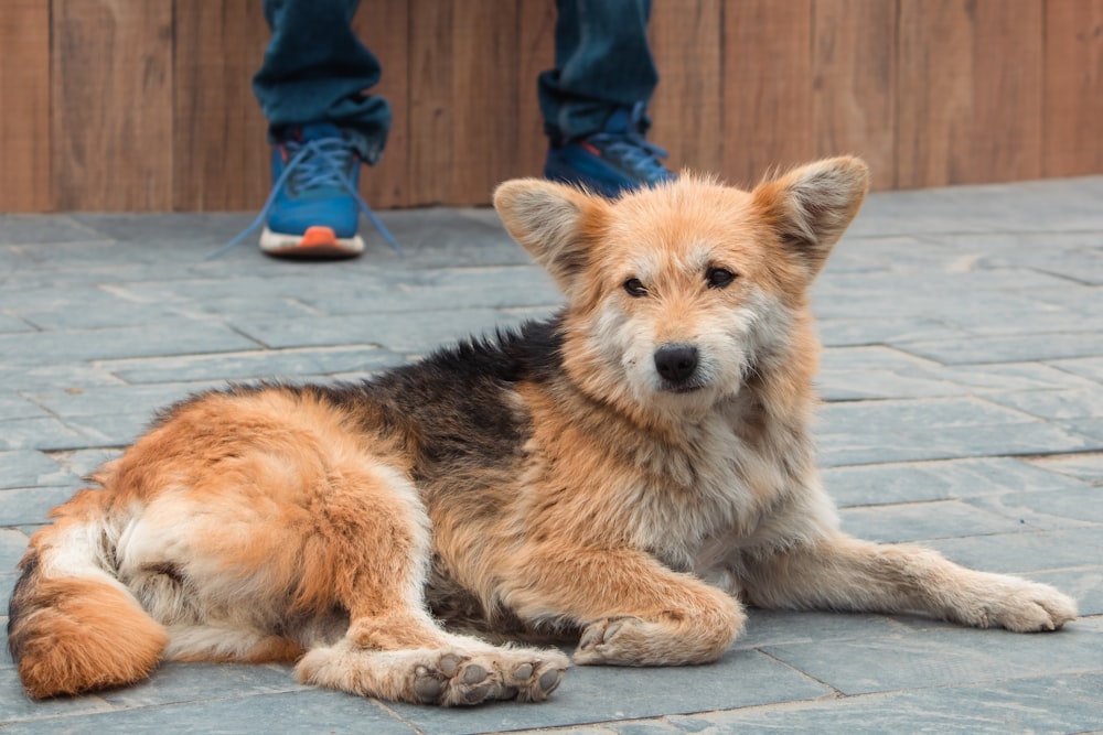 a brown and black dog laying on top of a sidewalk