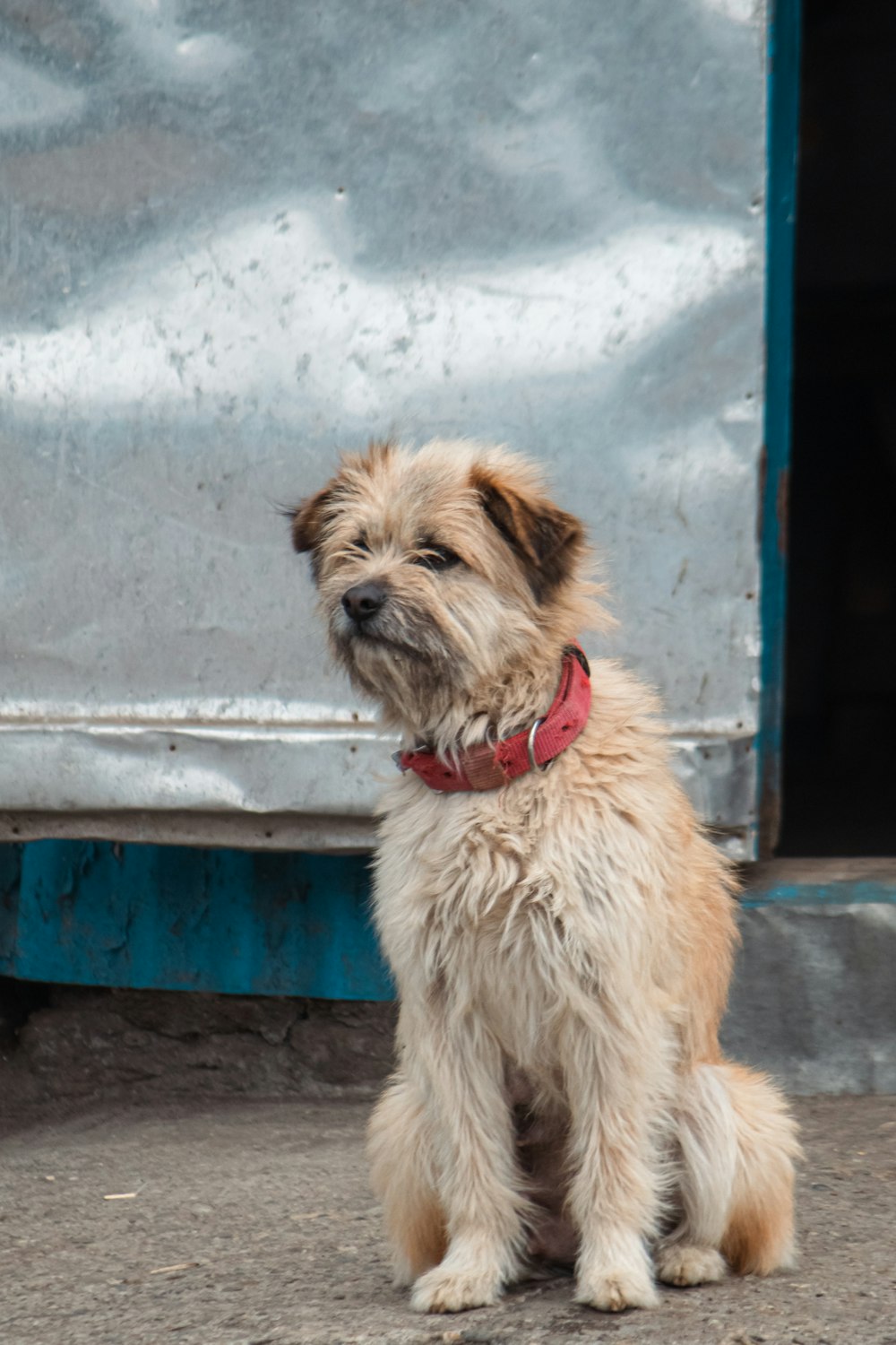 a small brown and white dog sitting on the ground