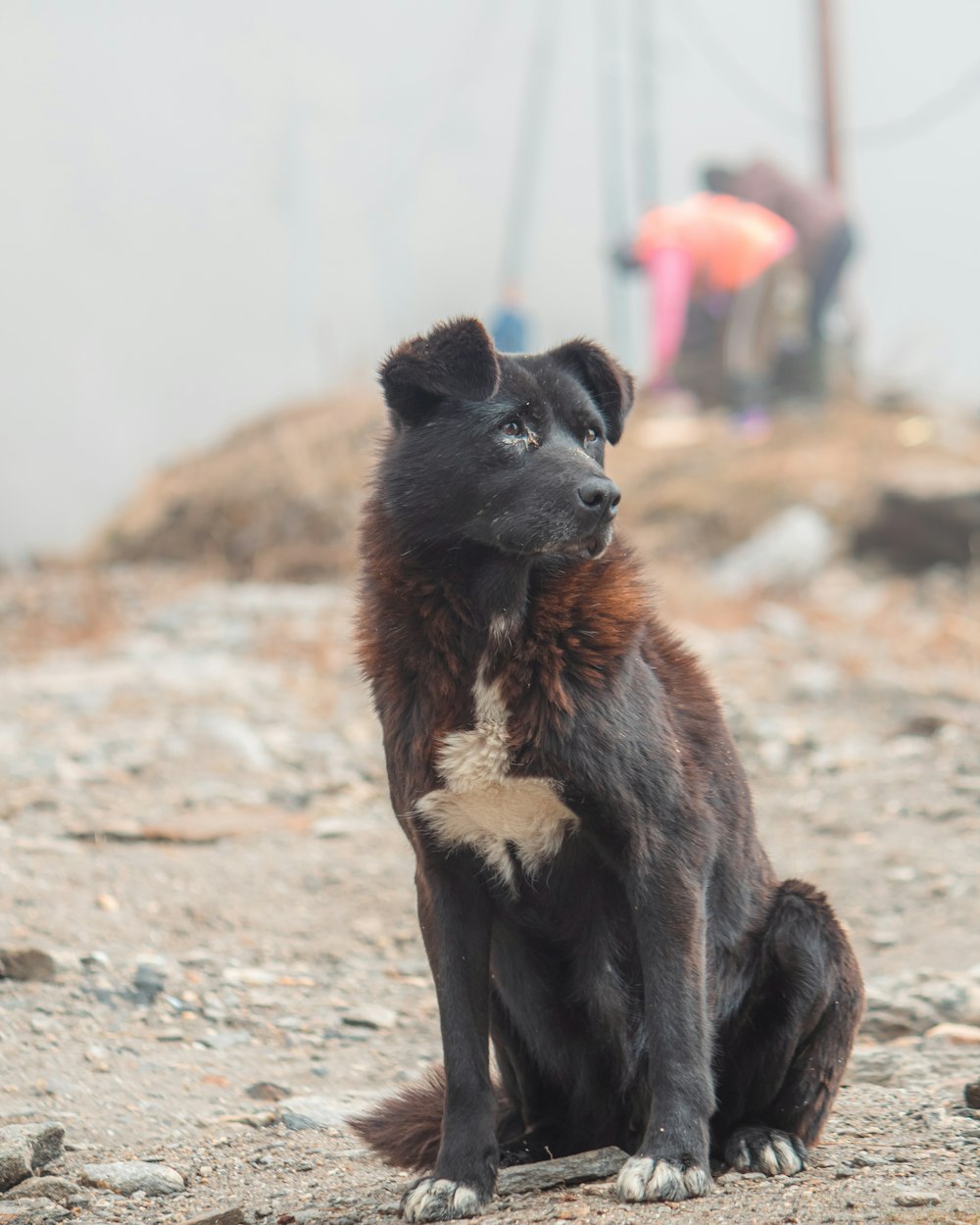 a black and brown dog sitting on top of a dirt field