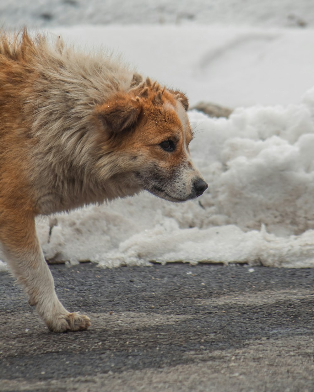 Un perro marrón y blanco parado en la parte superior de una calle