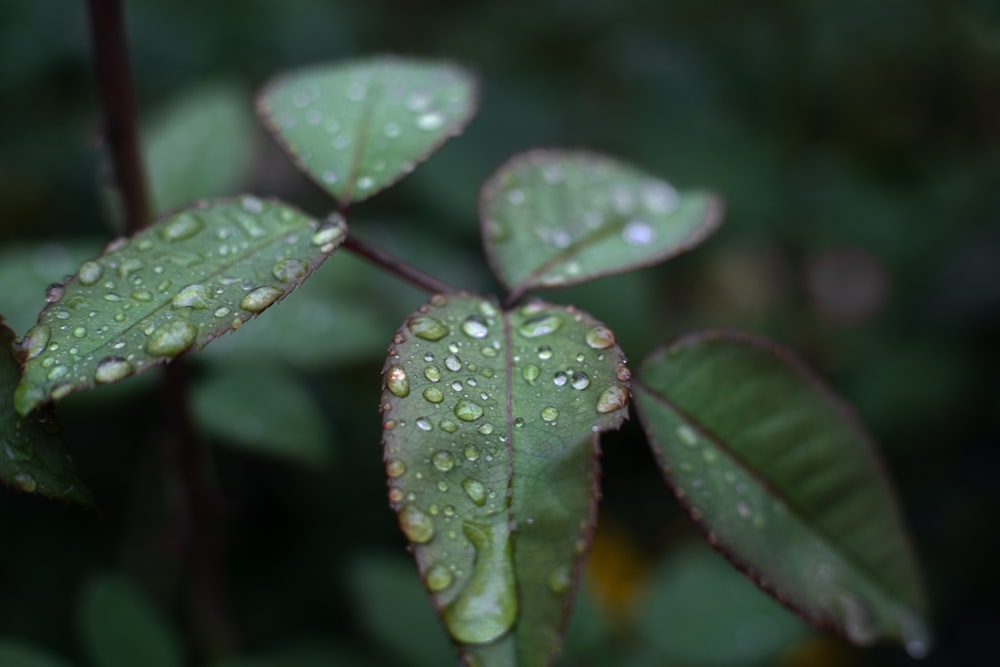 a close up of a leaf with water droplets on it