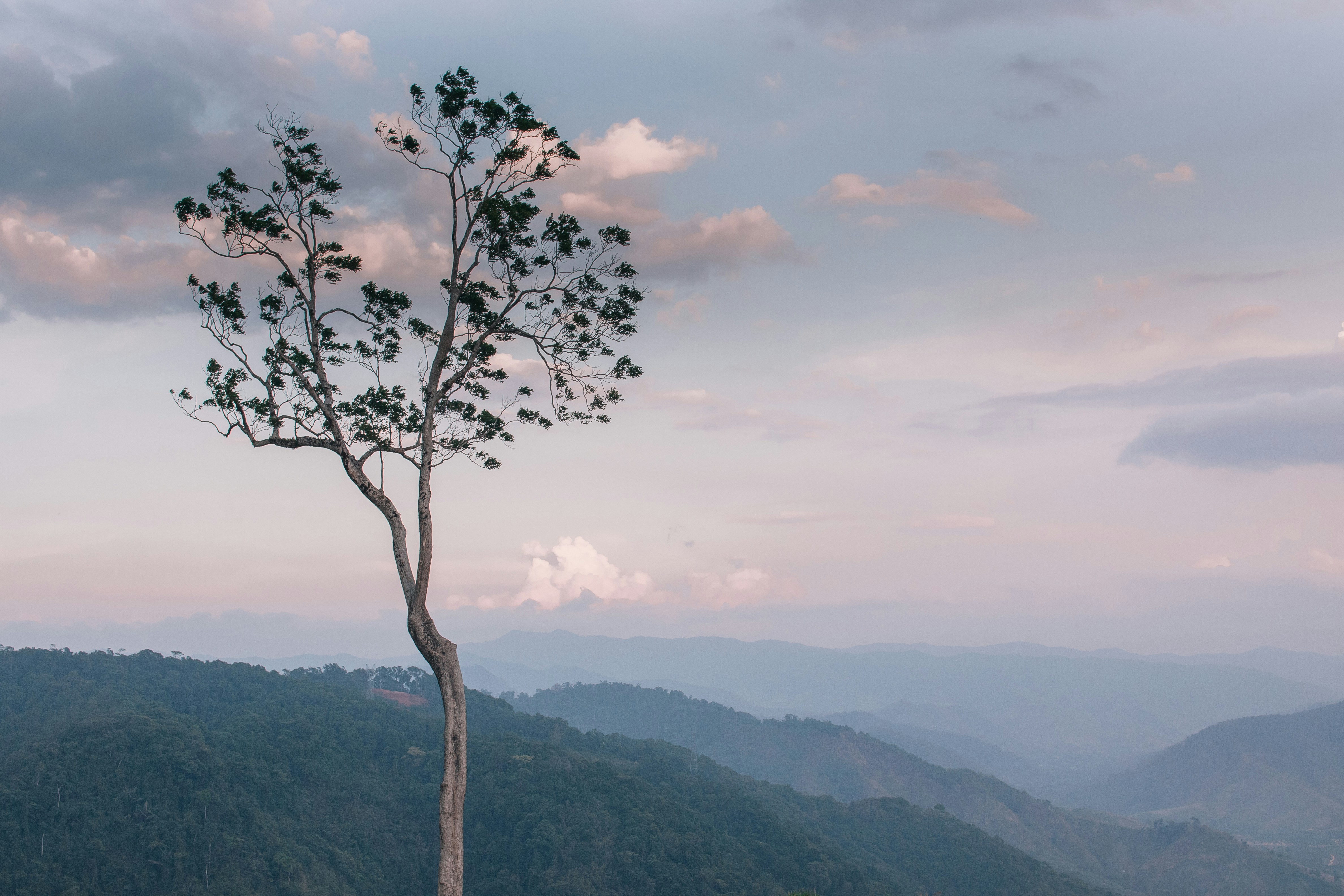 a lone tree in the middle of a mountain range