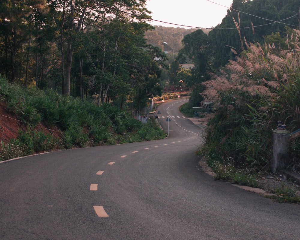 a curved road in the middle of a forested area