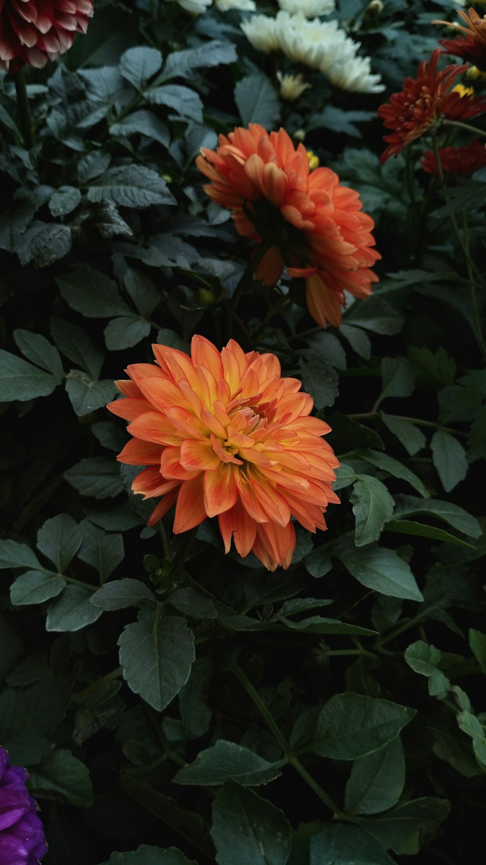 a bunch of flowers that are in the grass