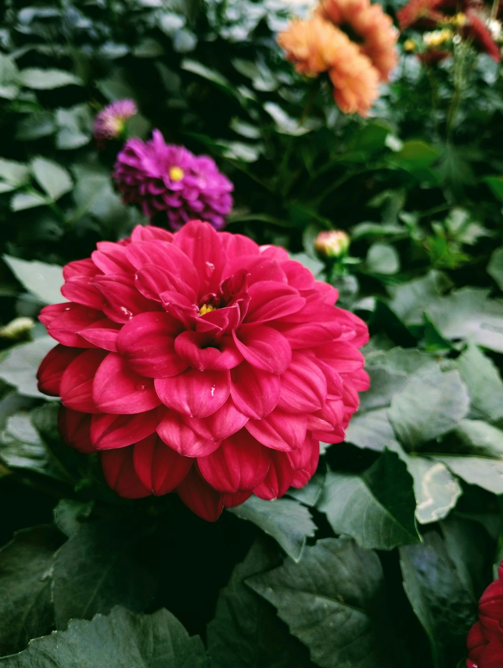 a large red flower surrounded by green leaves