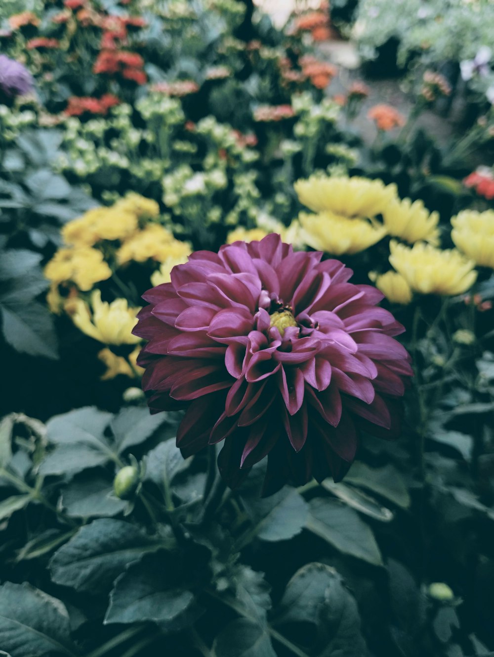 a large purple flower surrounded by other flowers