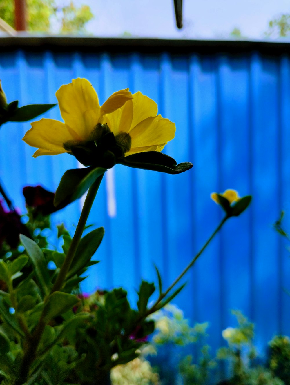 a close up of a yellow flower near a blue wall