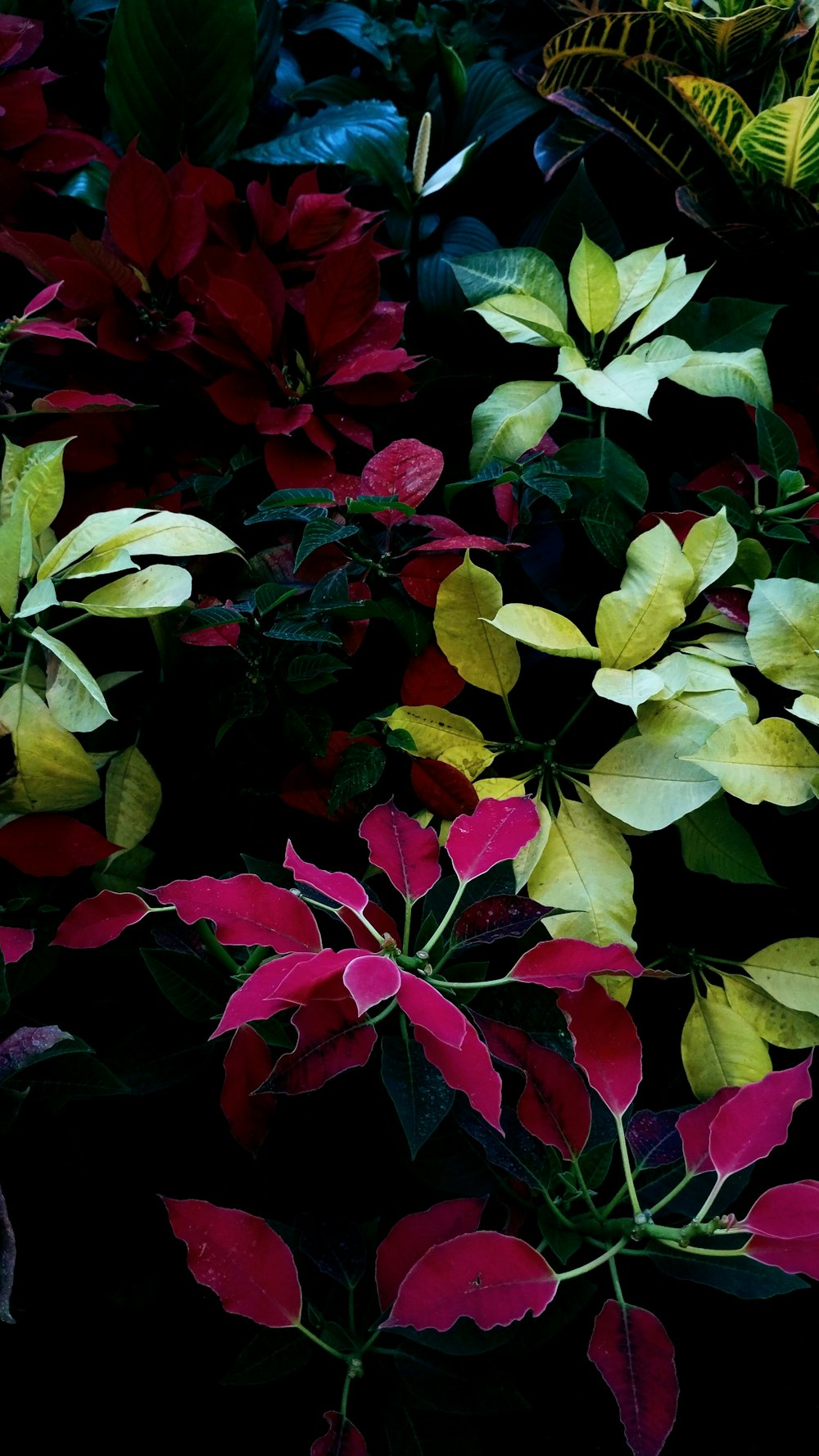 a bunch of red and green leaves on a plant