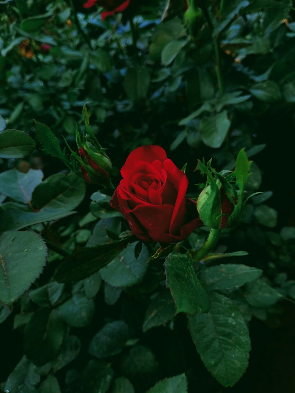 a red rose with green leaves in a garden
