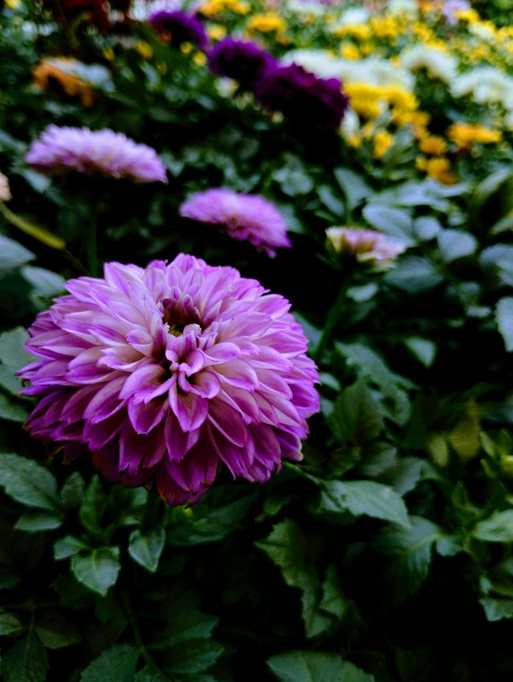 a large purple flower surrounded by green leaves