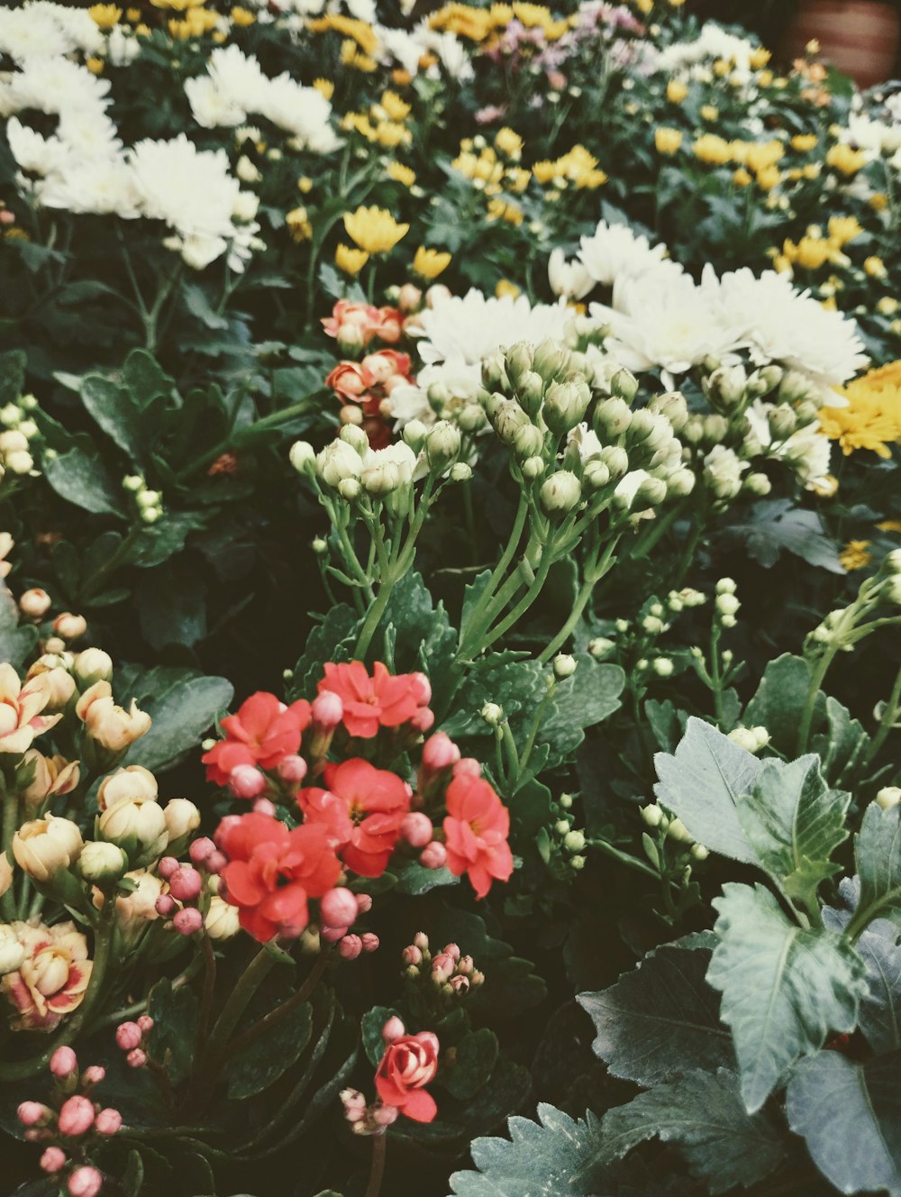 a garden filled with lots of different colored flowers