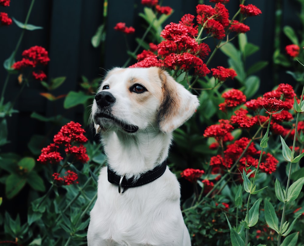 a white and brown dog standing in front of red flowers