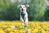 a dog running through a field of yellow flowers