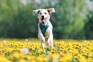 a dog running through a field of yellow flowers